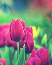 Sfondi Bright Pink Tulips In Garden 176x220