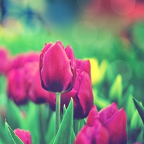 Fondo de pantalla Bright Pink Tulips In Garden 208x208