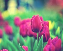 Обои Bright Pink Tulips In Garden 220x176