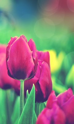 Das Bright Pink Tulips In Garden Wallpaper 240x400