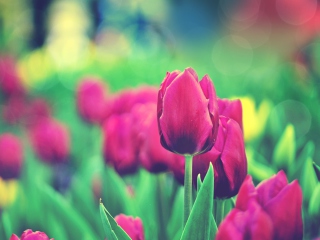 Das Bright Pink Tulips In Garden Wallpaper 320x240