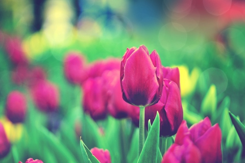 Das Bright Pink Tulips In Garden Wallpaper 480x320