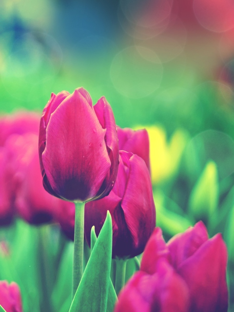Das Bright Pink Tulips In Garden Wallpaper 480x640
