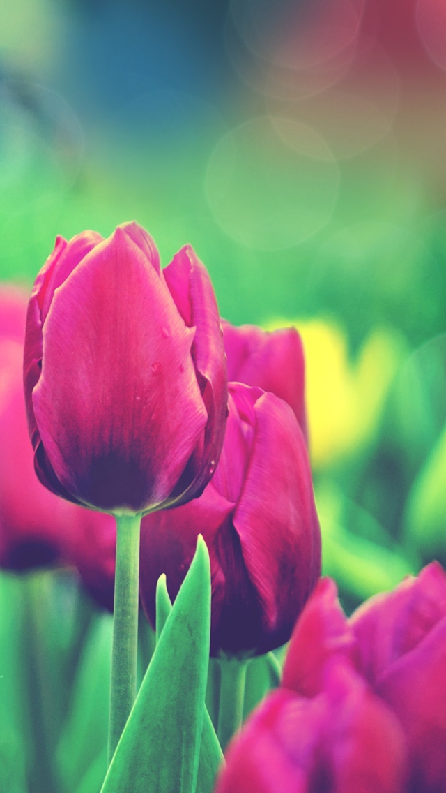 Screenshot №1 pro téma Bright Pink Tulips In Garden 640x1136
