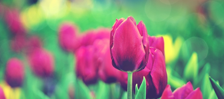 Bright Pink Tulips In Garden wallpaper 720x320