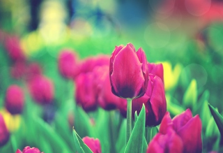 Kostenloses Bright Pink Tulips In Garden Wallpaper für Android, iPhone und iPad