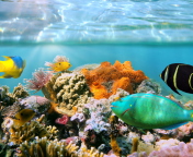 Coral Reef screenshot #1 176x144