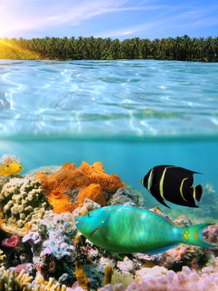 Fondo de pantalla Coral Reef 240x320