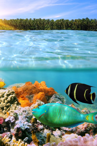 Coral Reef screenshot #1 320x480