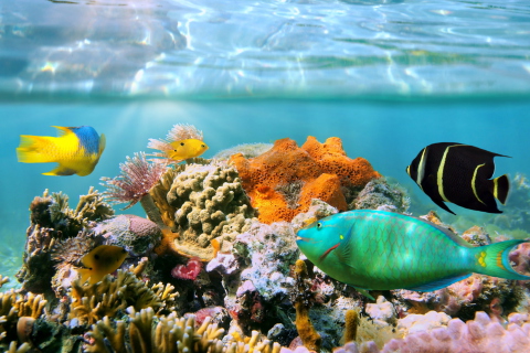 Fondo de pantalla Coral Reef 480x320