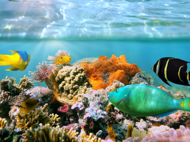 Coral Reef screenshot #1 640x480