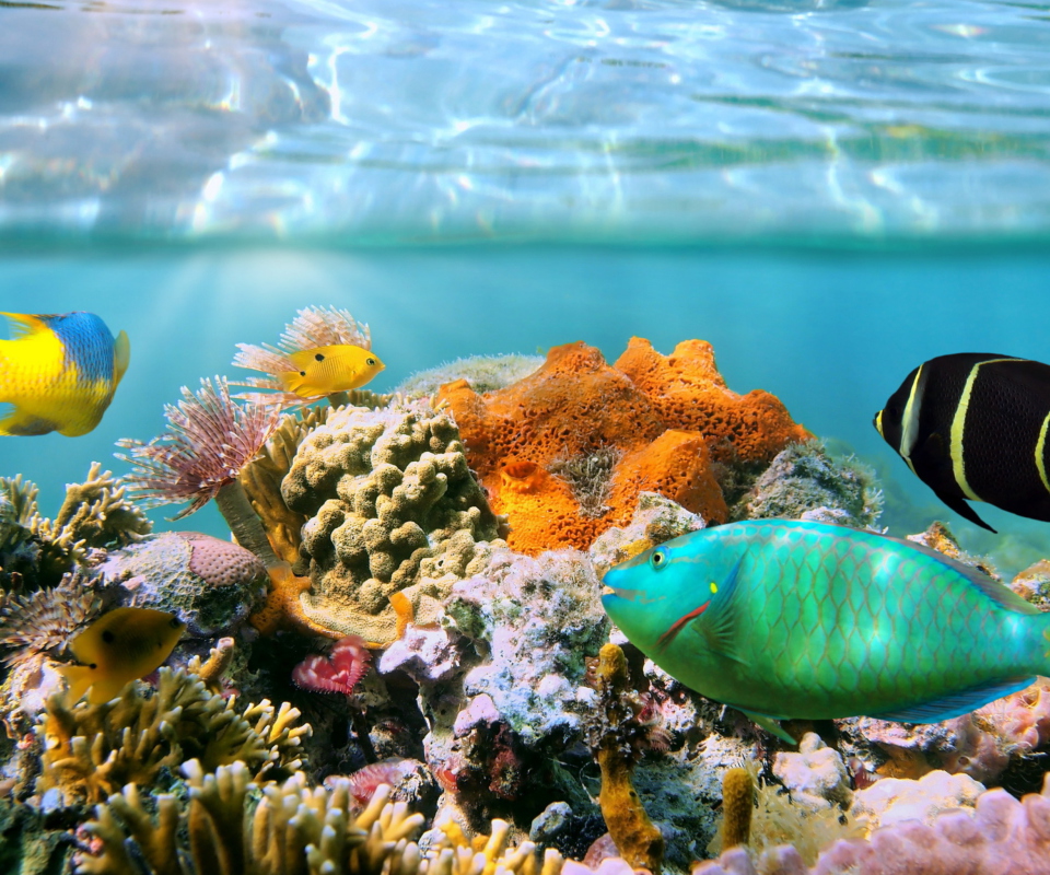 Coral Reef screenshot #1 960x800