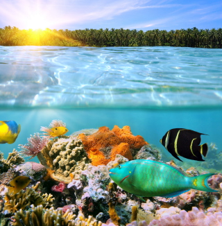 Coral Reef sfondi gratuiti per iPad Air