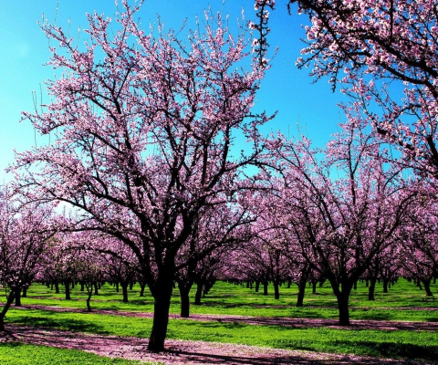 Spring screenshot #1 480x400