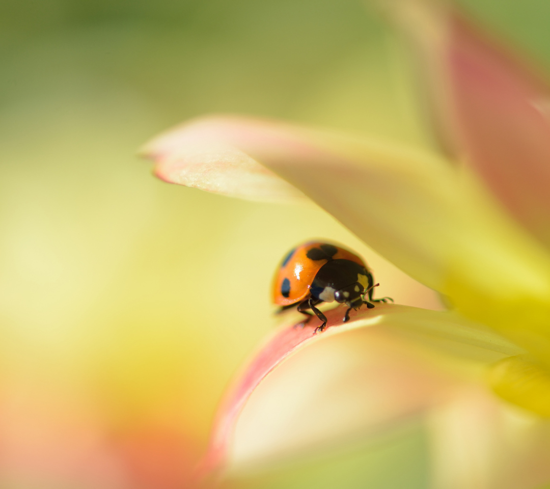 Sfondi Orange Ladybug On Soft Green Leaves 1080x960