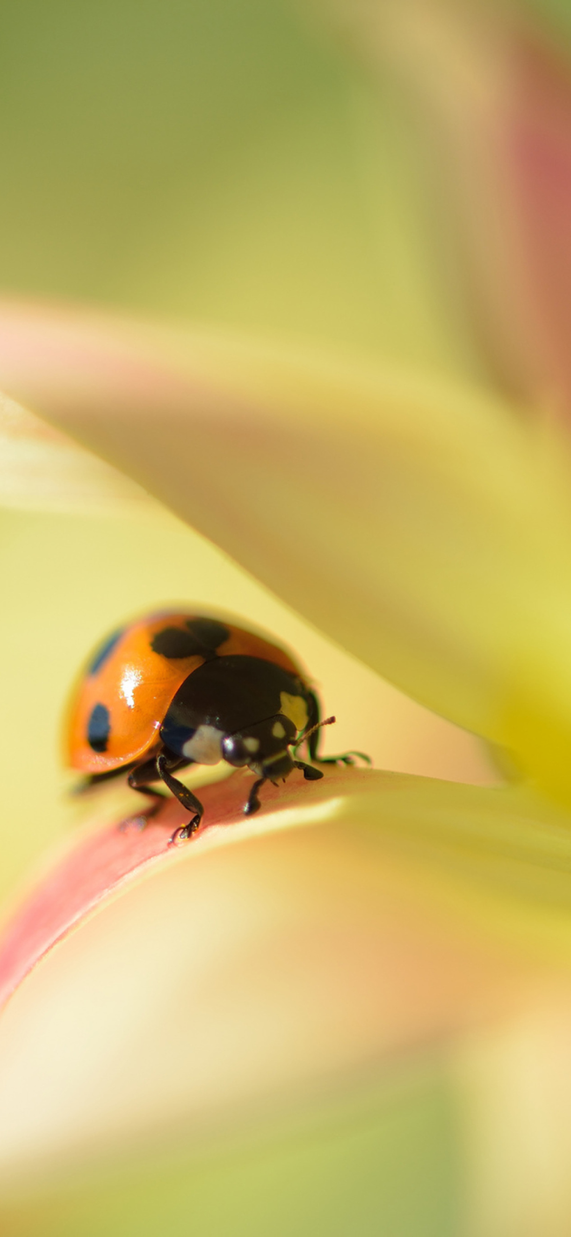Fondo de pantalla Orange Ladybug On Soft Green Leaves 1170x2532