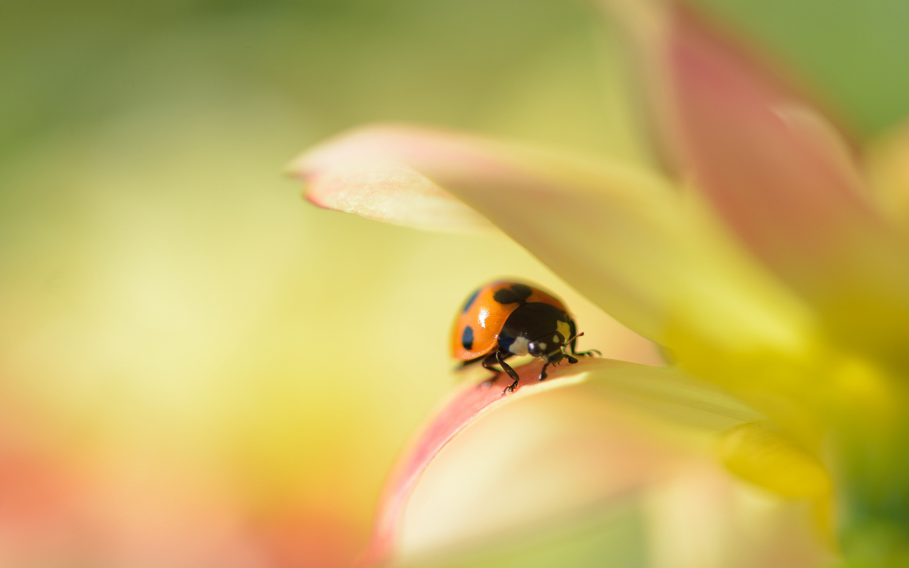 Fondo de pantalla Orange Ladybug On Soft Green Leaves 1280x800