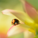 Sfondi Orange Ladybug On Soft Green Leaves 128x128