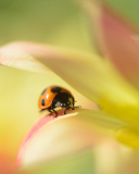 Fondo de pantalla Orange Ladybug On Soft Green Leaves 128x160