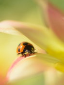 Fondo de pantalla Orange Ladybug On Soft Green Leaves 132x176