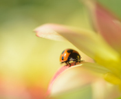 Fondo de pantalla Orange Ladybug On Soft Green Leaves 176x144