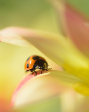 Screenshot №1 pro téma Orange Ladybug On Soft Green Leaves 176x220