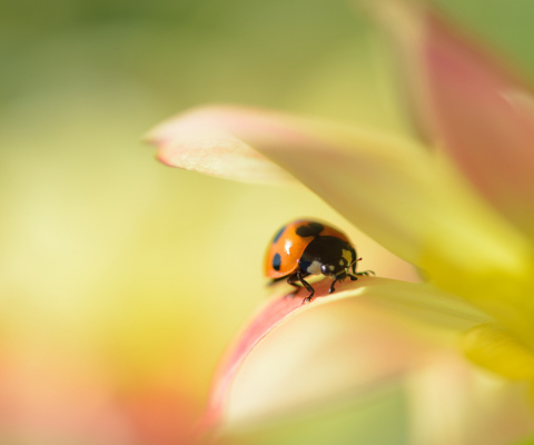 Sfondi Orange Ladybug On Soft Green Leaves 480x400