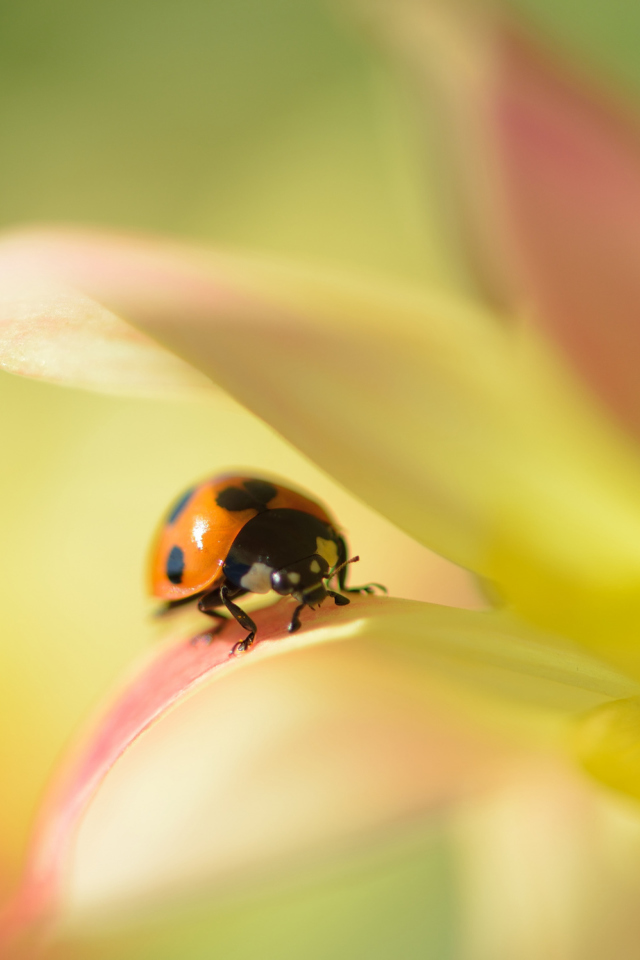 Sfondi Orange Ladybug On Soft Green Leaves 640x960