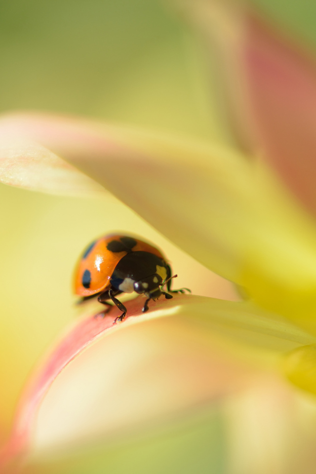 Обои Orange Ladybug On Soft Green Leaves 640x960