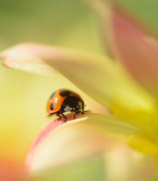 Orange Ladybug On Soft Green Leaves sfondi gratuiti per Nokia Lumia 925