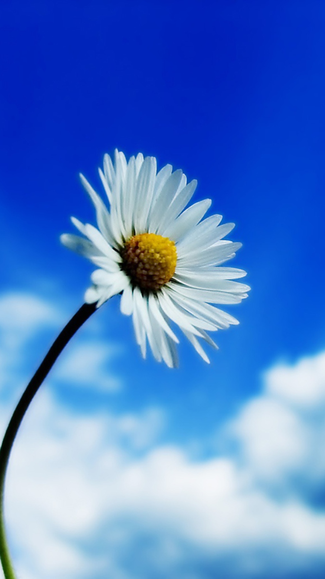 Обои Chamomile 1080x1920