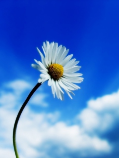 Chamomile wallpaper 240x320