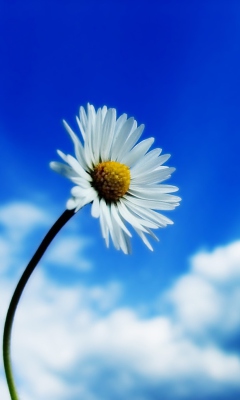 Chamomile screenshot #1 240x400