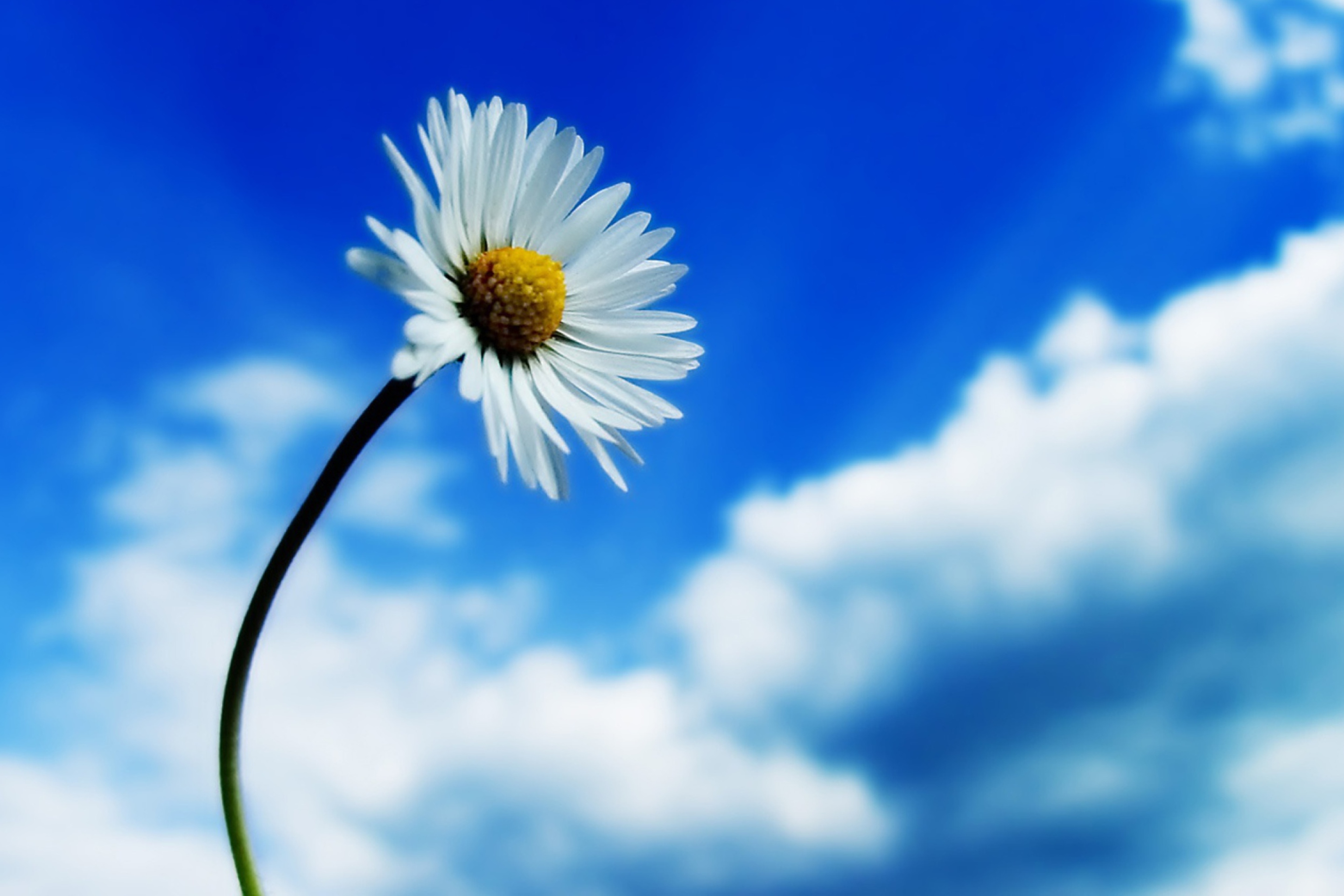 Обои Chamomile 2880x1920