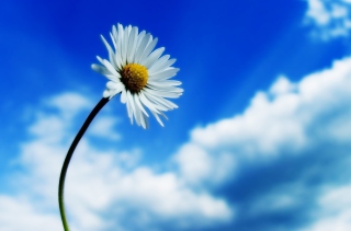 Chamomile Wallpaper for Android, iPhone and iPad