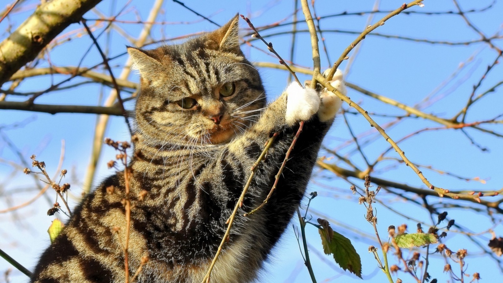 Cat on Tree screenshot #1 1600x900