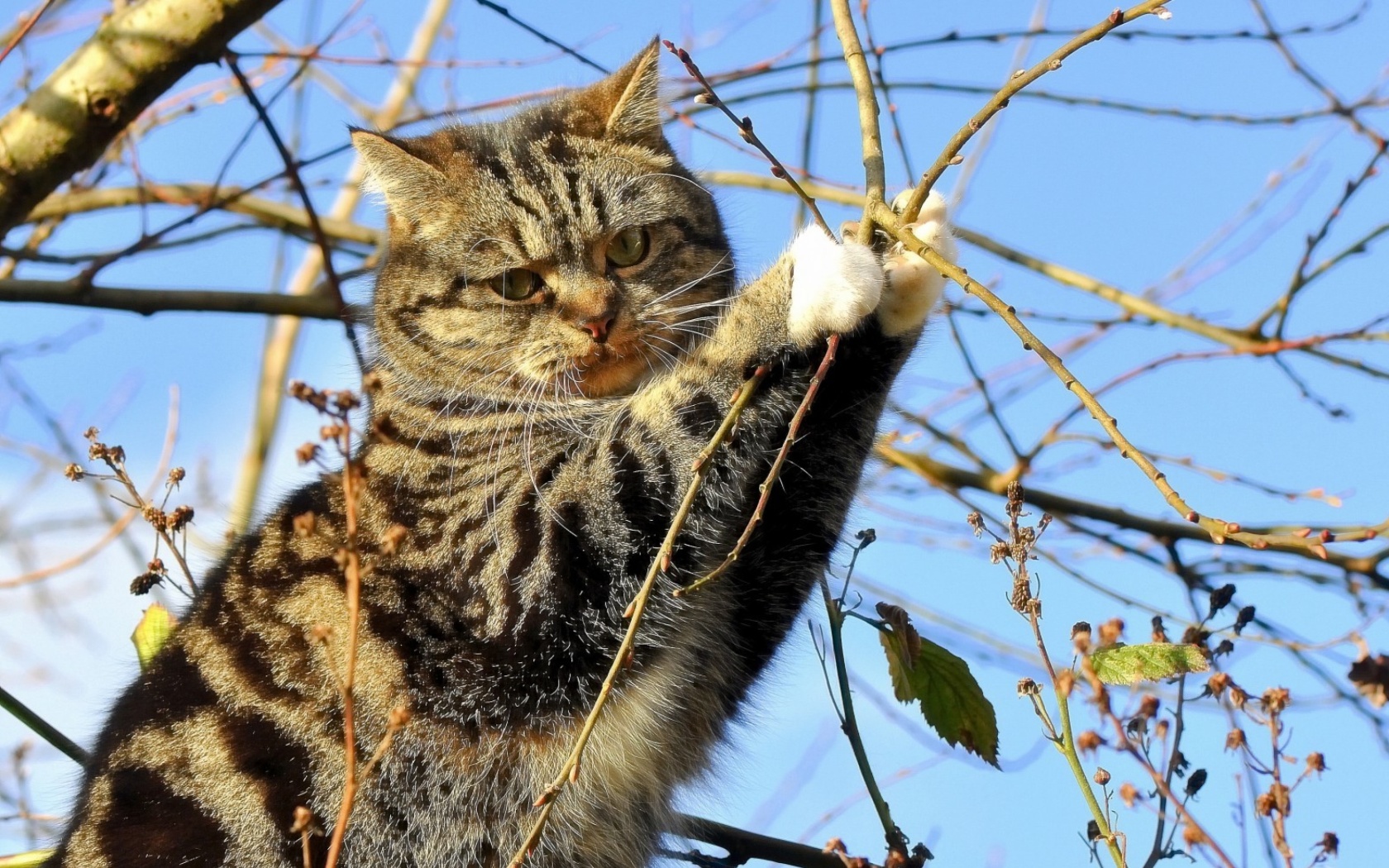 Das Cat on Tree Wallpaper 1680x1050