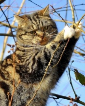 Sfondi Cat on Tree 176x220