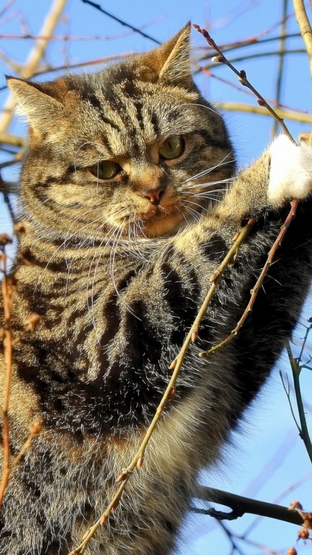 Sfondi Cat on Tree 640x1136