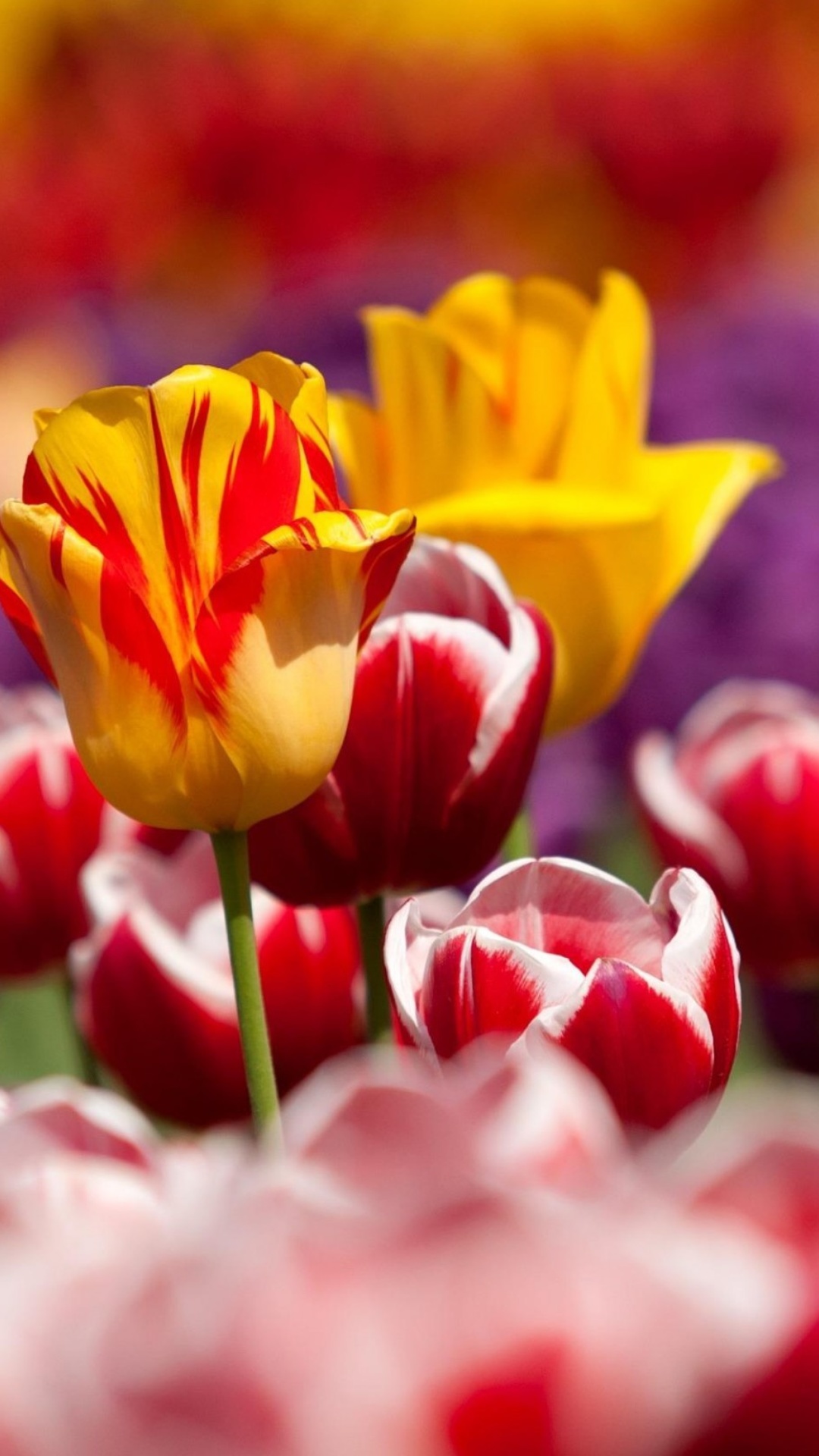 Обои Tulips Field Canada Butchart Gardens 1080x1920