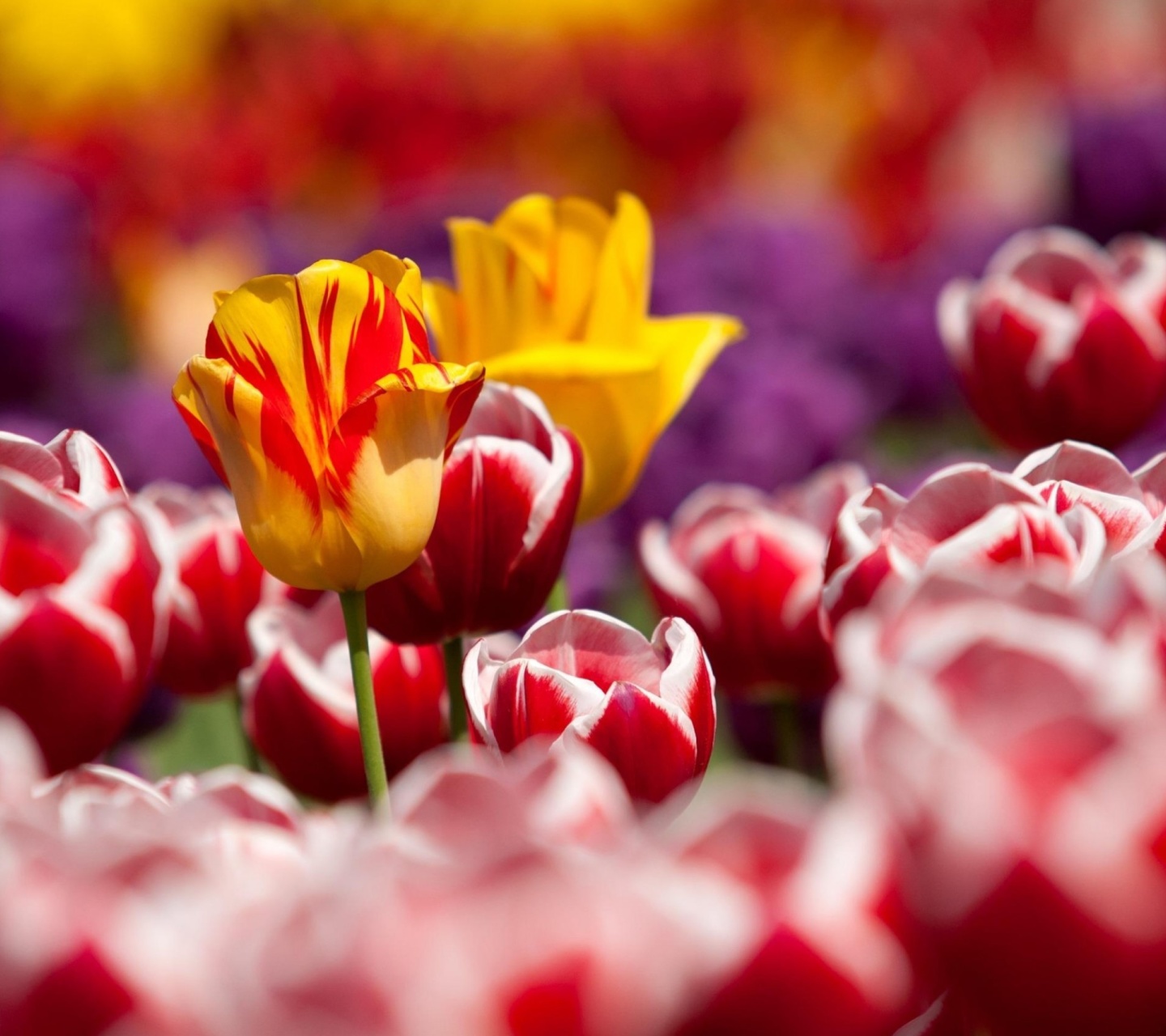 Screenshot №1 pro téma Tulips Field Canada Butchart Gardens 1440x1280