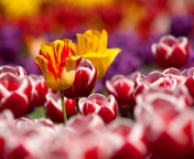 Screenshot №1 pro téma Tulips Field Canada Butchart Gardens 176x144