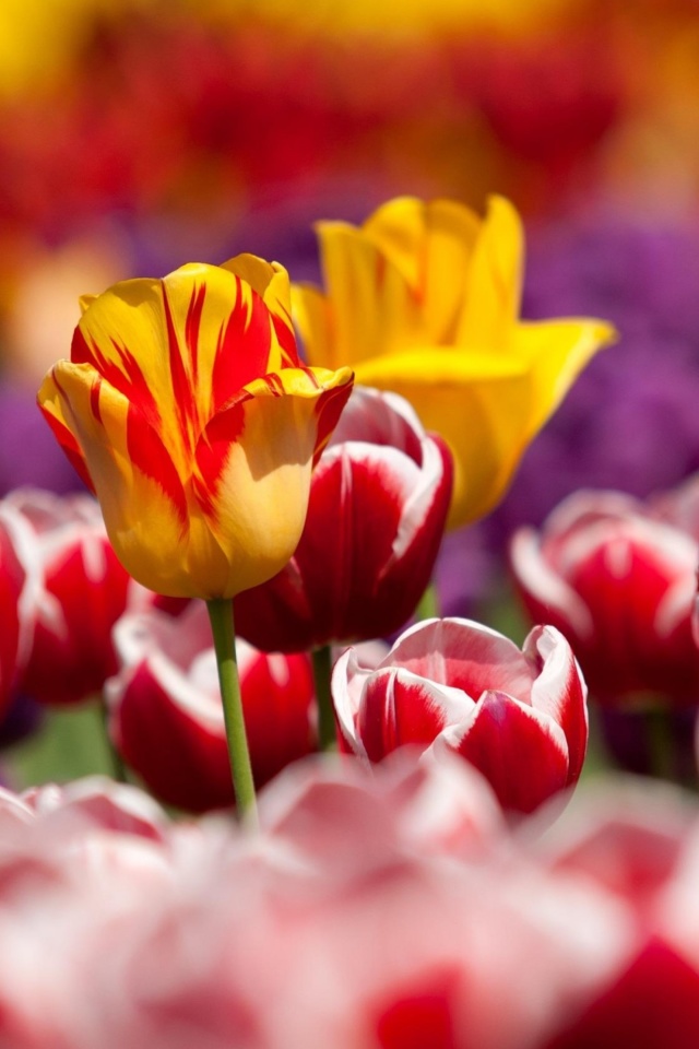 Fondo de pantalla Tulips Field Canada Butchart Gardens 640x960