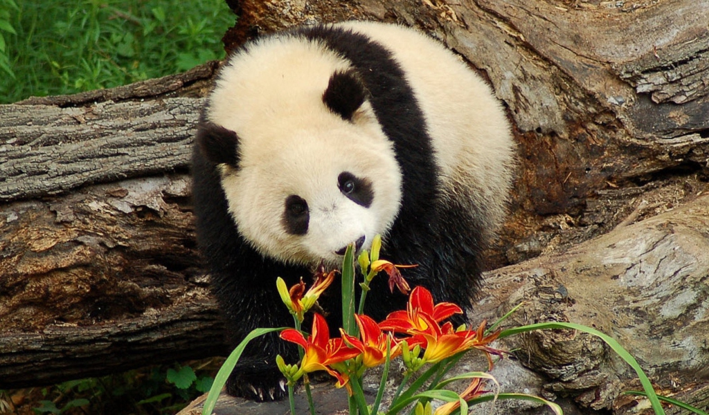Das Panda Smelling Flowers Wallpaper 1024x600