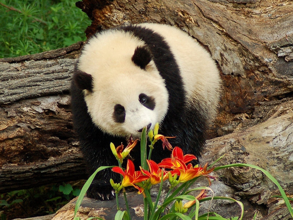 Panda Smelling Flowers wallpaper 1024x768