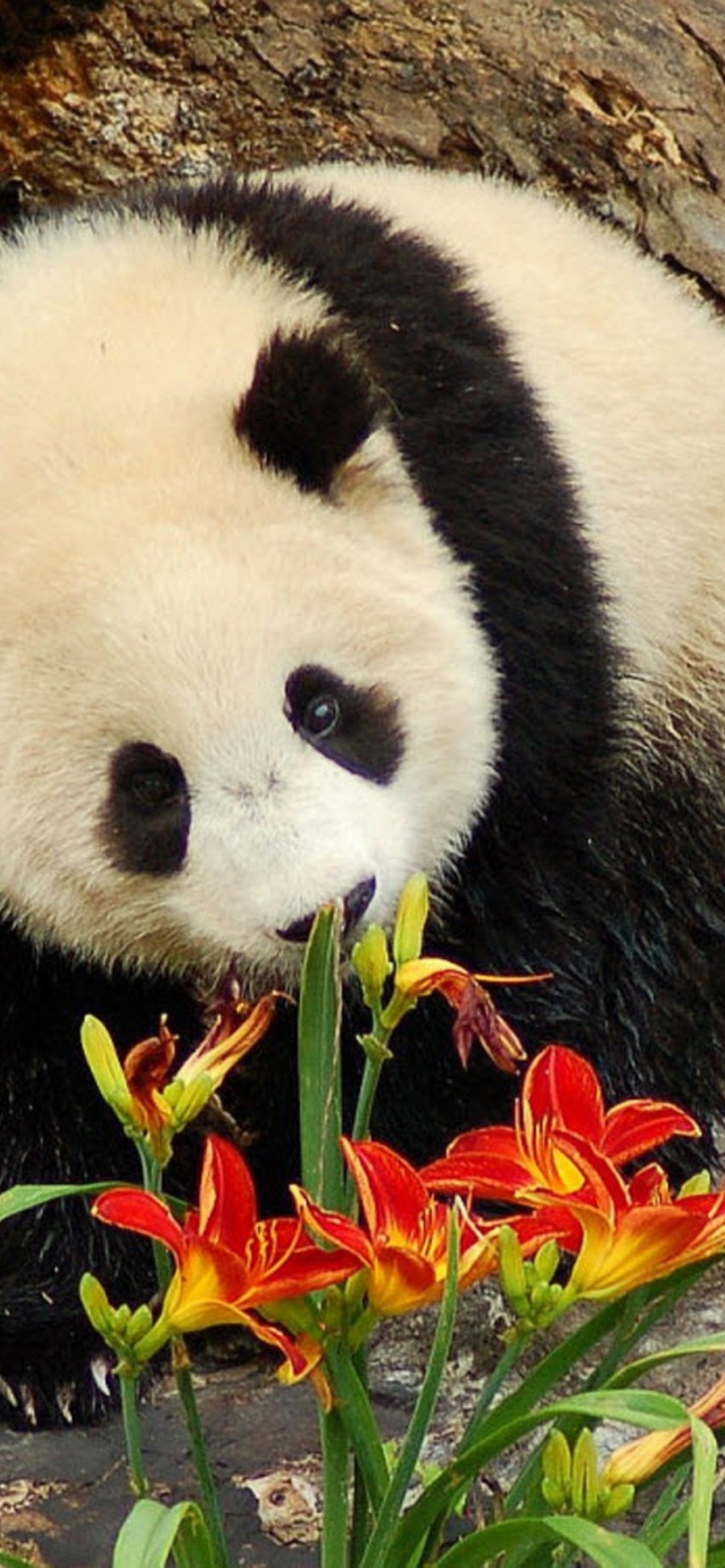 Fondo de pantalla Panda Smelling Flowers 1170x2532