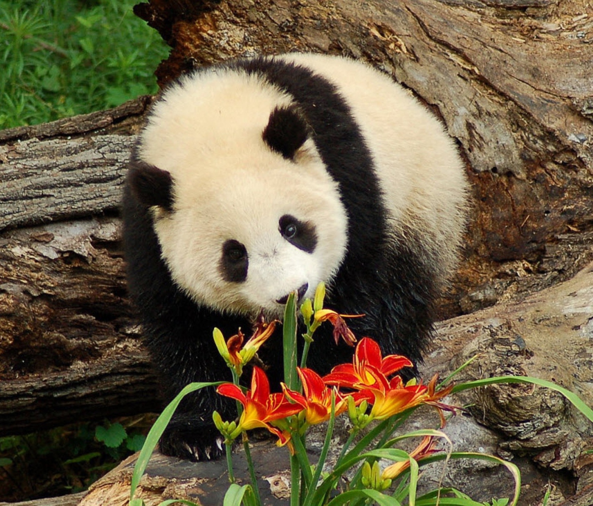 Fondo de pantalla Panda Smelling Flowers 1200x1024