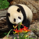 Fondo de pantalla Panda Smelling Flowers 128x128