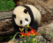 Fondo de pantalla Panda Smelling Flowers 176x144