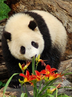 Panda Smelling Flowers wallpaper 240x320